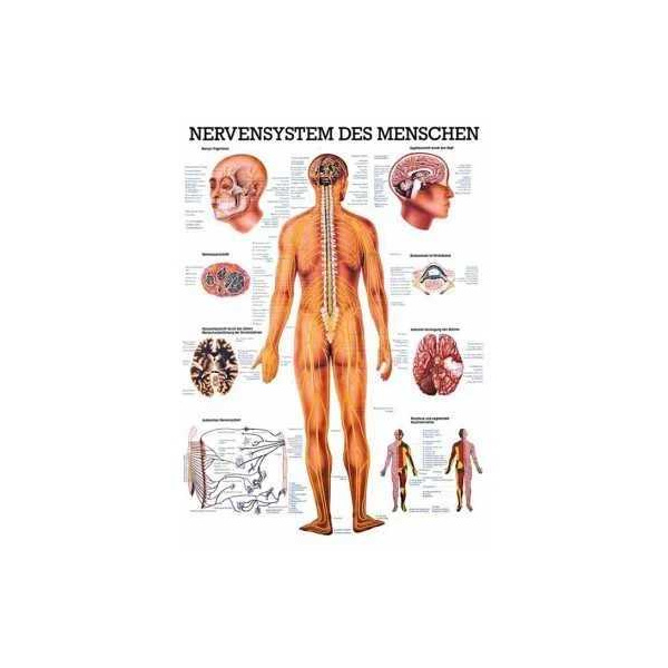 anatomische Lehrtafel: Nervensystem des Menschen 70 x 100 cm, laminiert