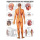 anatomische Lehrtafel: Nervensystem des Menschen 70 x 100 cm, laminiert