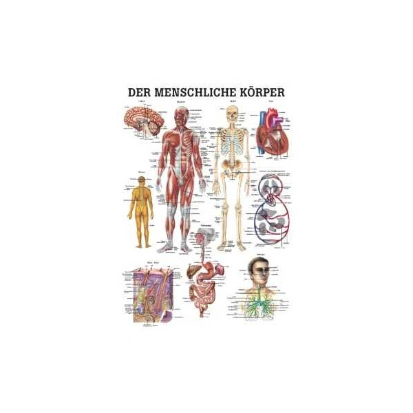 anatomische Lehrtafel: Der menschliche Körper 70 x 100 cm, laminiert