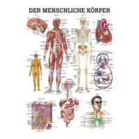 anatomische Lehrtafel: Der menschliche Körper 70 x...