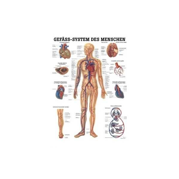 anatomische Lehrtafel: Gefäßsystem des Menschen 70 x 100 cm, laminiert