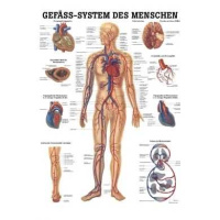 anatomische Lehrtafel: Gefäßsystem des...