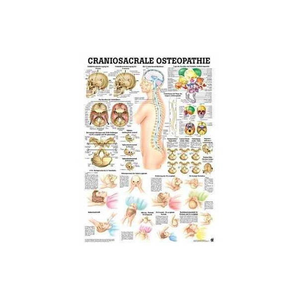 anatomische Lehrtafel: Craniosacrale Osteopathie 70 x 100 cm, laminiert