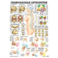 anatomische Lehrtafel: Craniosacrale Osteopathie 70 x 100...