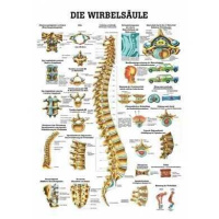 anatomische Lehrtafel: Die Wirbelsäule 70 x 100 cm,...