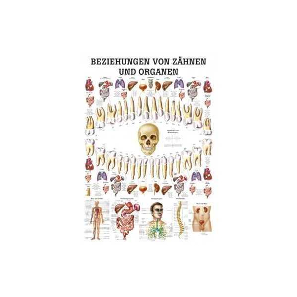 anatomisch Lehrtafel: Beziehungen von Organen und Zähnen 70 x 100 cm, laminiert