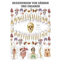 anatomisch Lehrtafel: Beziehungen von Organen und...