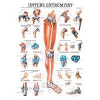 anatomische Lehrtafel: Die untere Extremität 70 x...