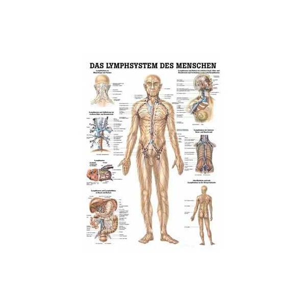 anatomische Lehrtafel Lymphsystem des Menschen 70 x 100 cm laminiert