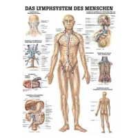 anatomische Lehrtafel Lymphsystem des Menschen 70 x 100...