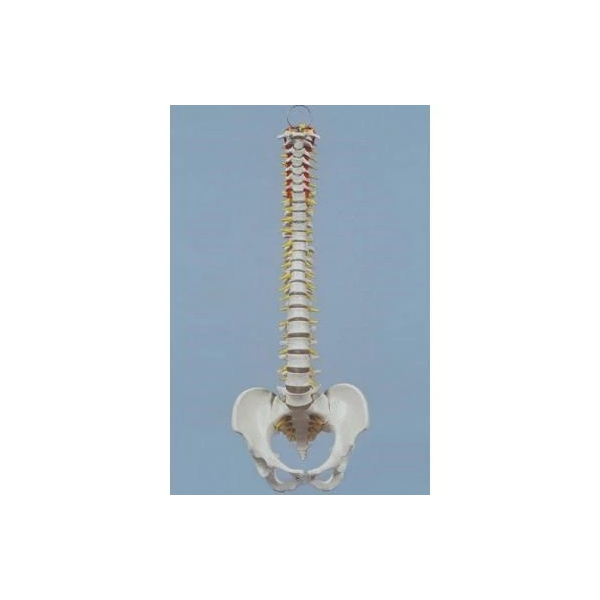 Mini Wirbels&auml;ule m.Becken elast.montiert auf Stativ