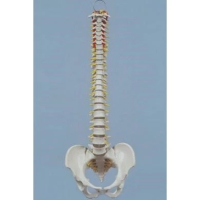 Mini Wirbels&auml;ule m.Becken elast.montiert auf Stativ