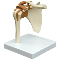 Halswirbels&auml;ule, bewegl. montiert, auf Stativ, 19cm