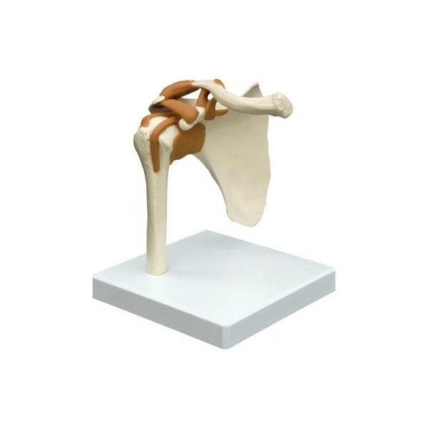 Lendenwirbels&auml;ule, bewegl montiert, auf Stativ,34cm