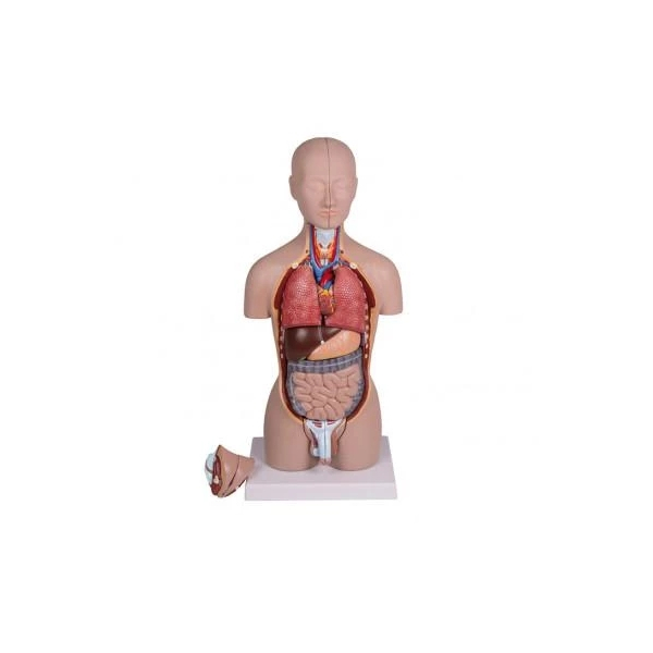 Geschlechtsloser Torso, klassik, 14-tlg