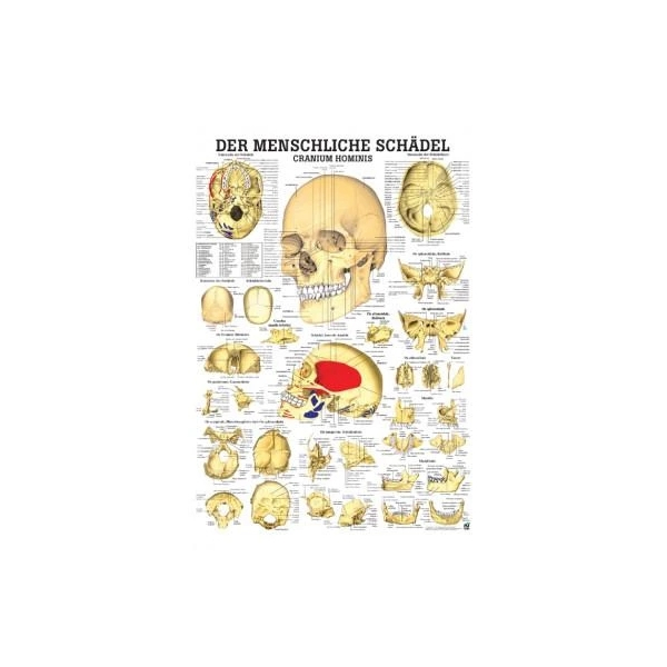 Lehrtafel, laminiert, 50x67cm, Osteoporose