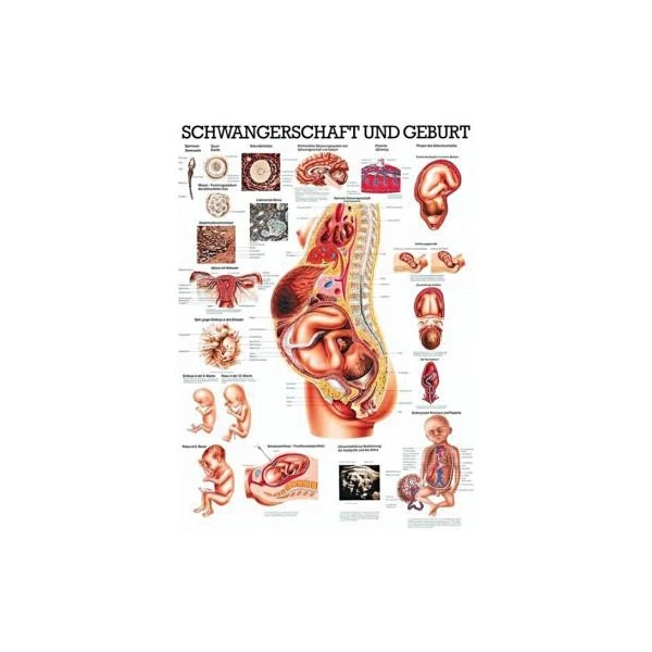 Lehrtafel, laminiert, 50x67cm, Schwangerschaft