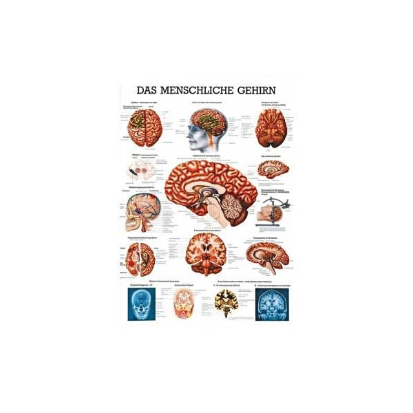Lehrtafel, laminiert, 50x67cm, Das menschliche Gehirn