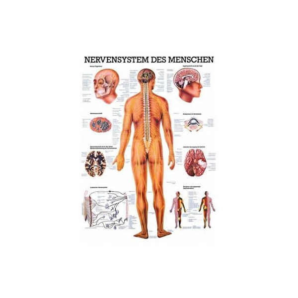 Lehrtafel, laminiert, 50x67cm, Das periphere Nervensystem
