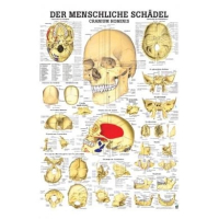 Lehrtafel, laminiert, 50x67cm, Alzheimer Krankheit