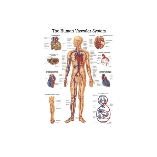 Lehrtafel, laminiert, 50x67cm, Human Musculatur