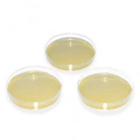 Sabouraud Agar 2 % Glucose Mini 60 mm 4 x 5 Platten
