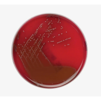 Kanamycin-&Auml;sculin-AzidAgar-Basis 500g