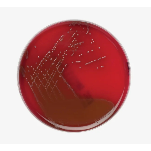 Columbia CNA Aesculin - MacConkey Agar Nr. 3 mod  10 St&uuml;ck