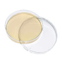 Sabouraud-Dextrose-Agar 10 Fertigplatten **Kühlware**